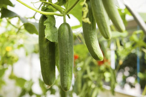 Kasvia kasvihuoneeseen: Kurkku Kasvia kasvihuoneeseen: Kurkku